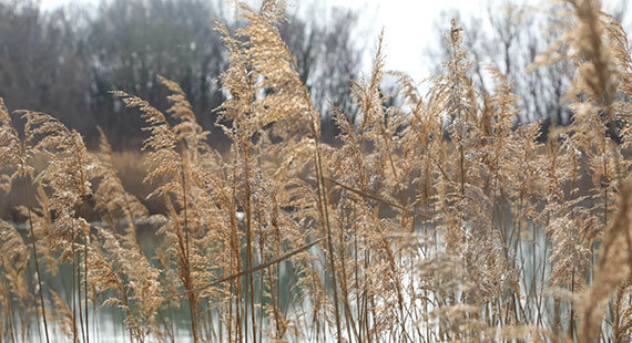 ENS, gevoelige natuurgebieden