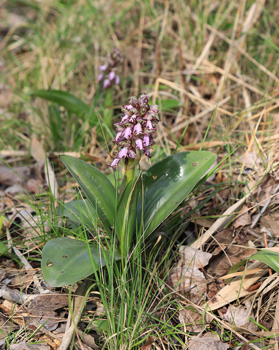 wilde orchidee